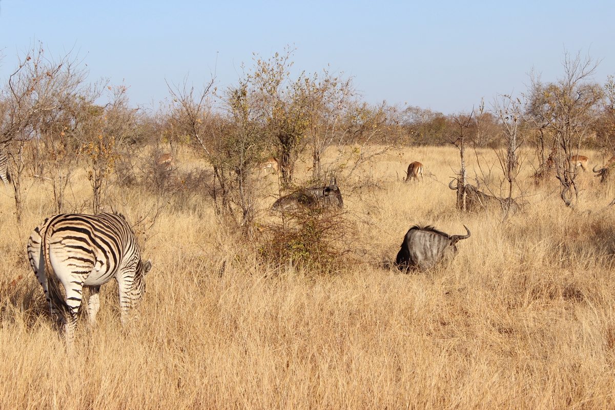 Suedafrika_1 (23).jpg